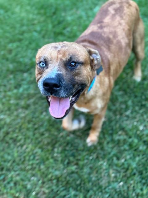 Enlarge George - (CO), an adopted mixed breed in Denver, CO image 6/6