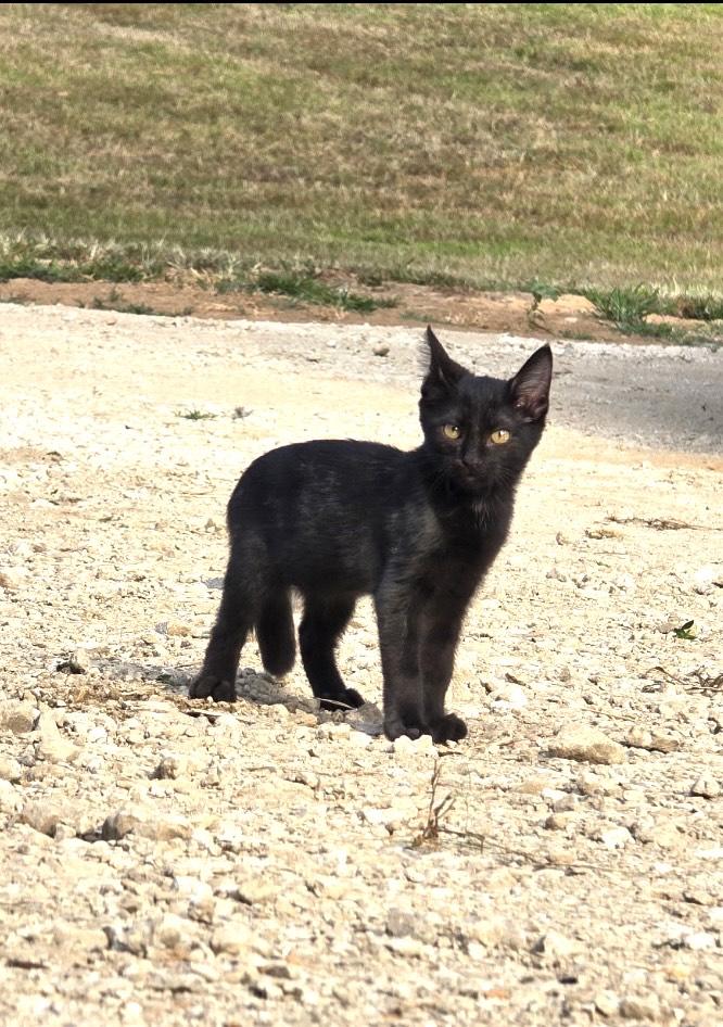 Lil Smoke, adopted, Kitten Male American Shorthair & Tuxedo.