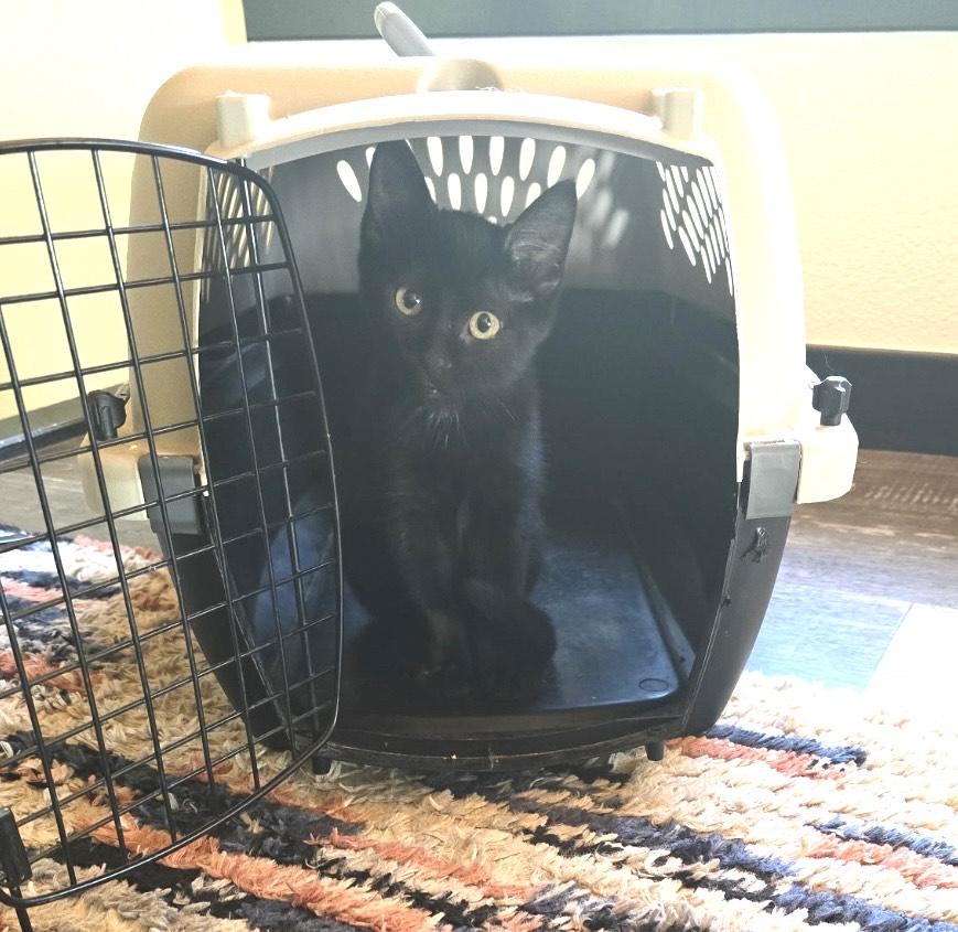 Enlarge Lil Smoke, an adopted mixed breed in SEATTLE, WA image 2/5