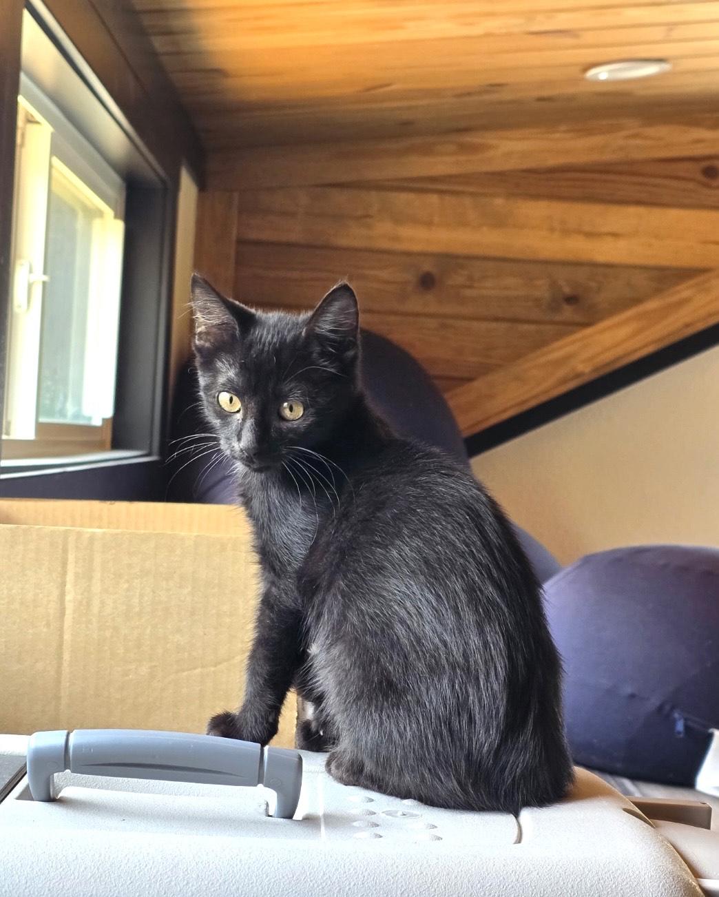 Enlarge Lil Smoke, an adopted mixed breed in SEATTLE, WA image 3/5