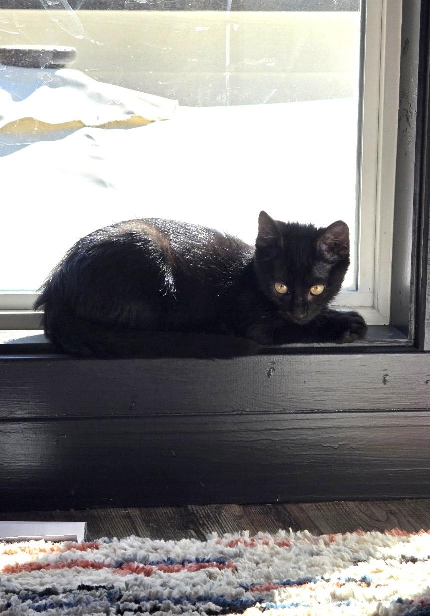 Enlarge Lil Smoke, an adopted mixed breed in SEATTLE, WA image 4/5