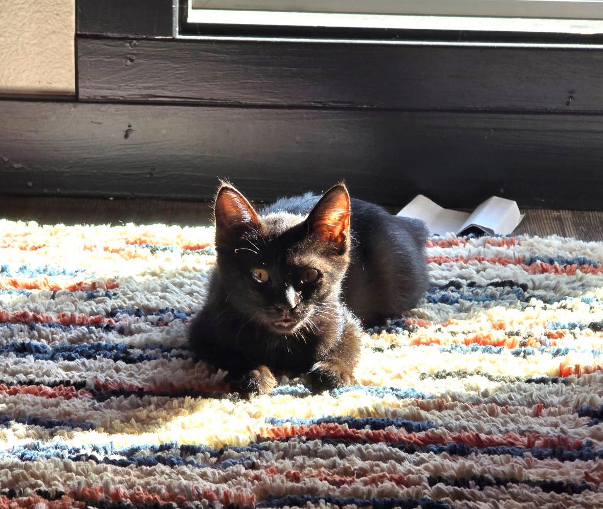 Enlarge Lil Smoke, an adopted mixed breed in SEATTLE, WA image 5/5