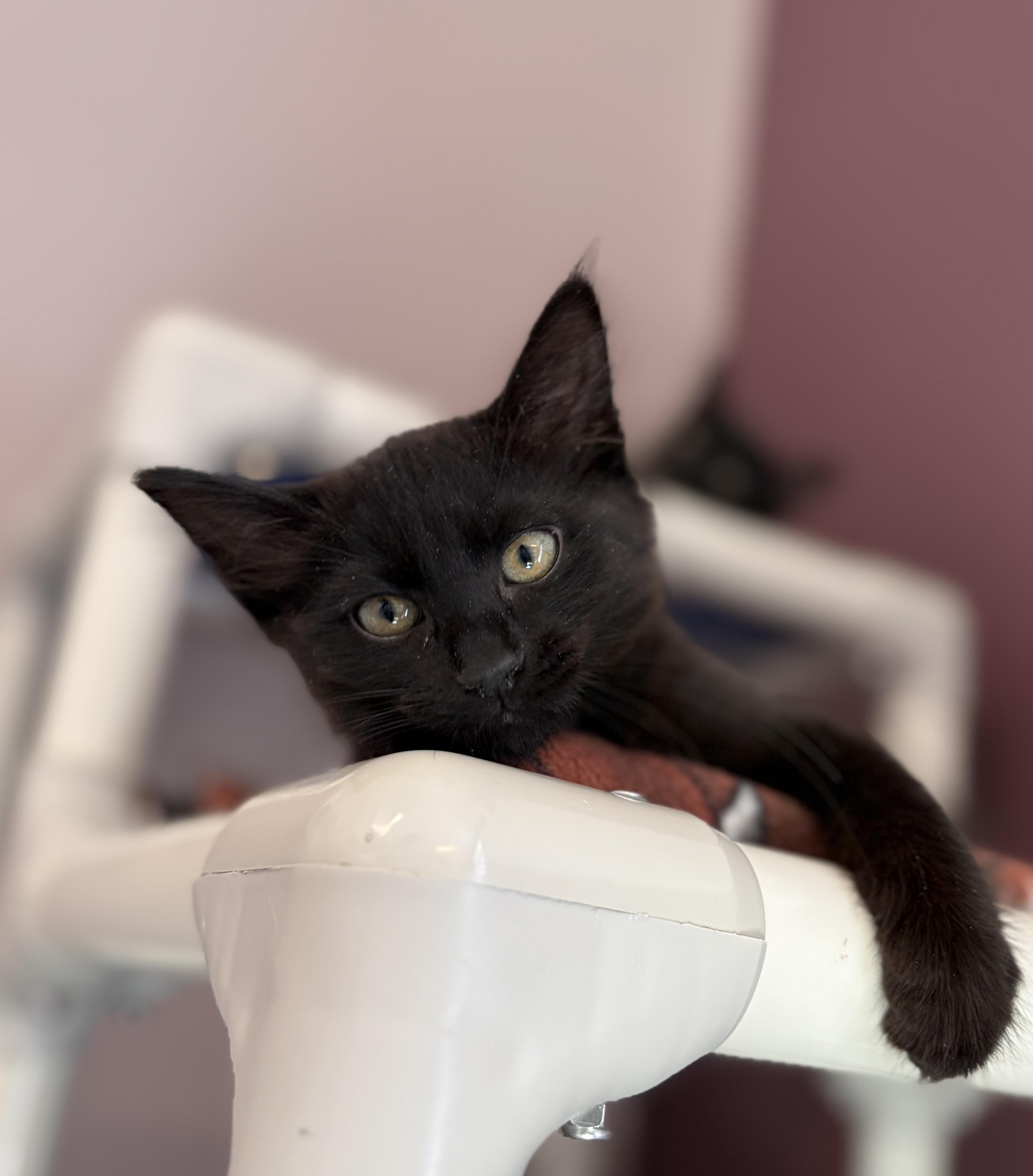 The Straw Hat Pirates, a ADOPTABLE Domestic Short Hair in Kirkland, WA image 6/6