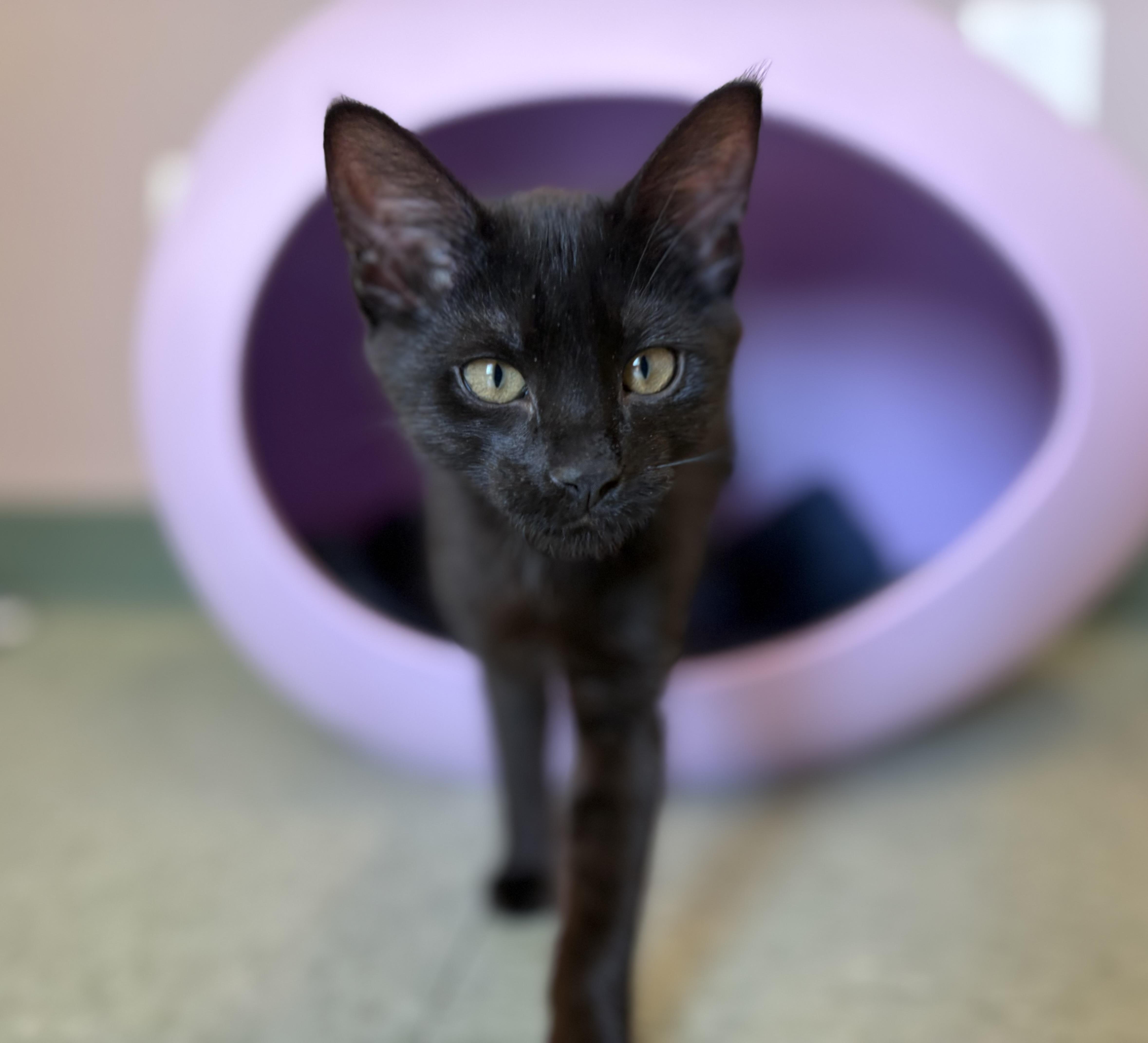 The Straw Hat Pirates, a ADOPTABLE Domestic Short Hair in Kirkland, WA image 1/6