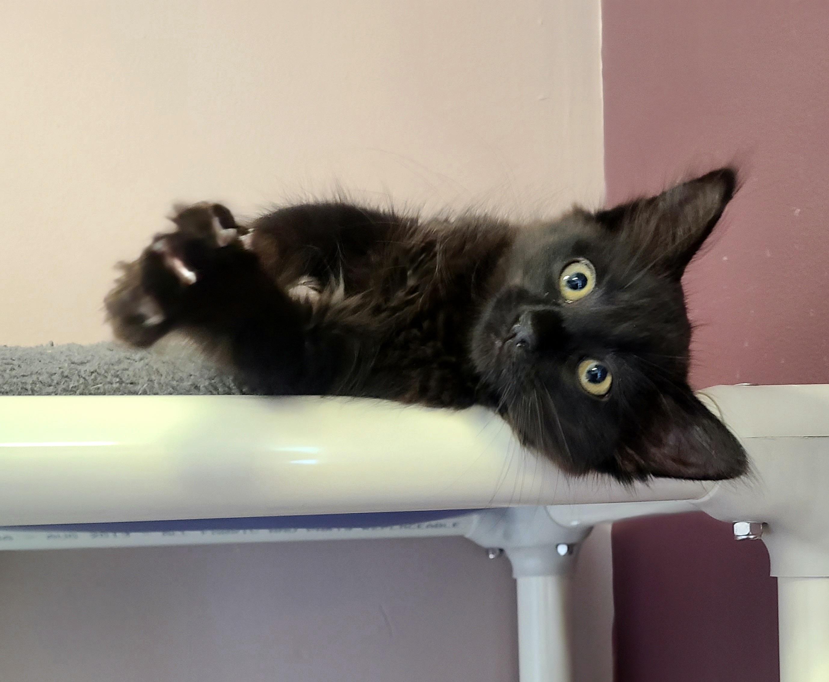 The Straw Hat Pirates, a ADOPTABLE Domestic Short Hair in Kirkland, WA image 3/6
