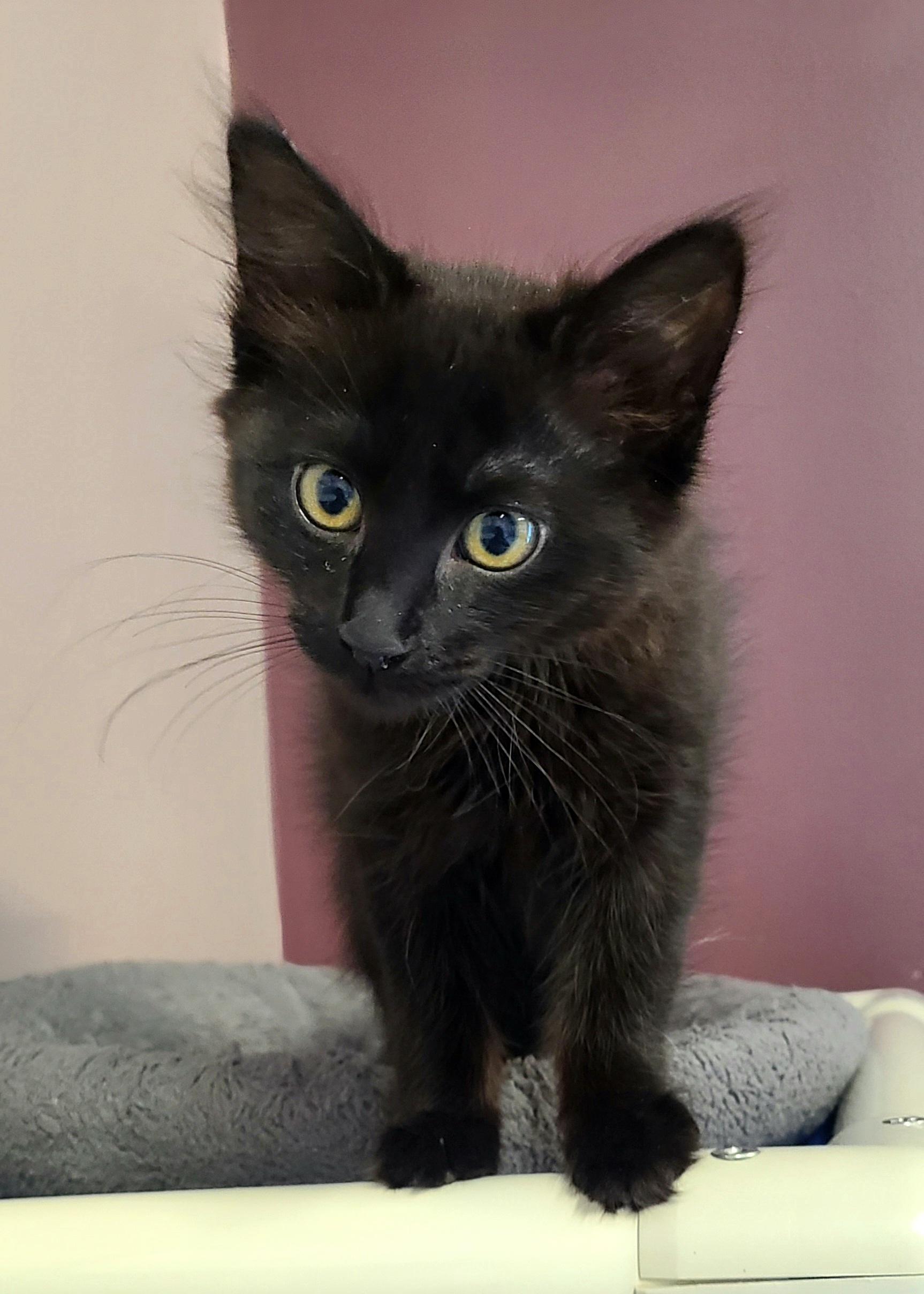 The Straw Hat Pirates, a ADOPTABLE Domestic Short Hair in Kirkland, WA image 2/6