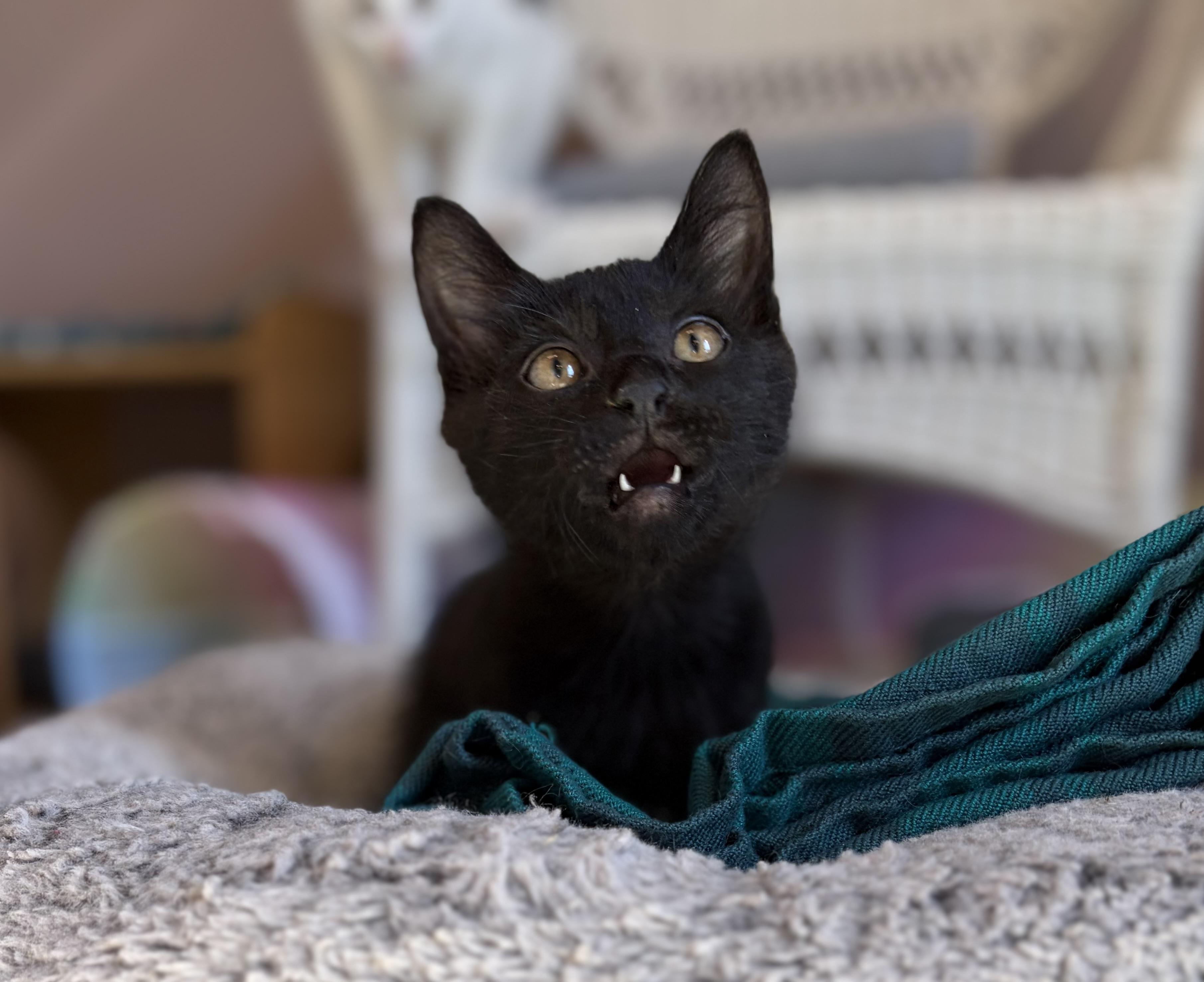 The Straw Hat Pirates, a ADOPTABLE Domestic Short Hair in Kirkland, WA image 4/6