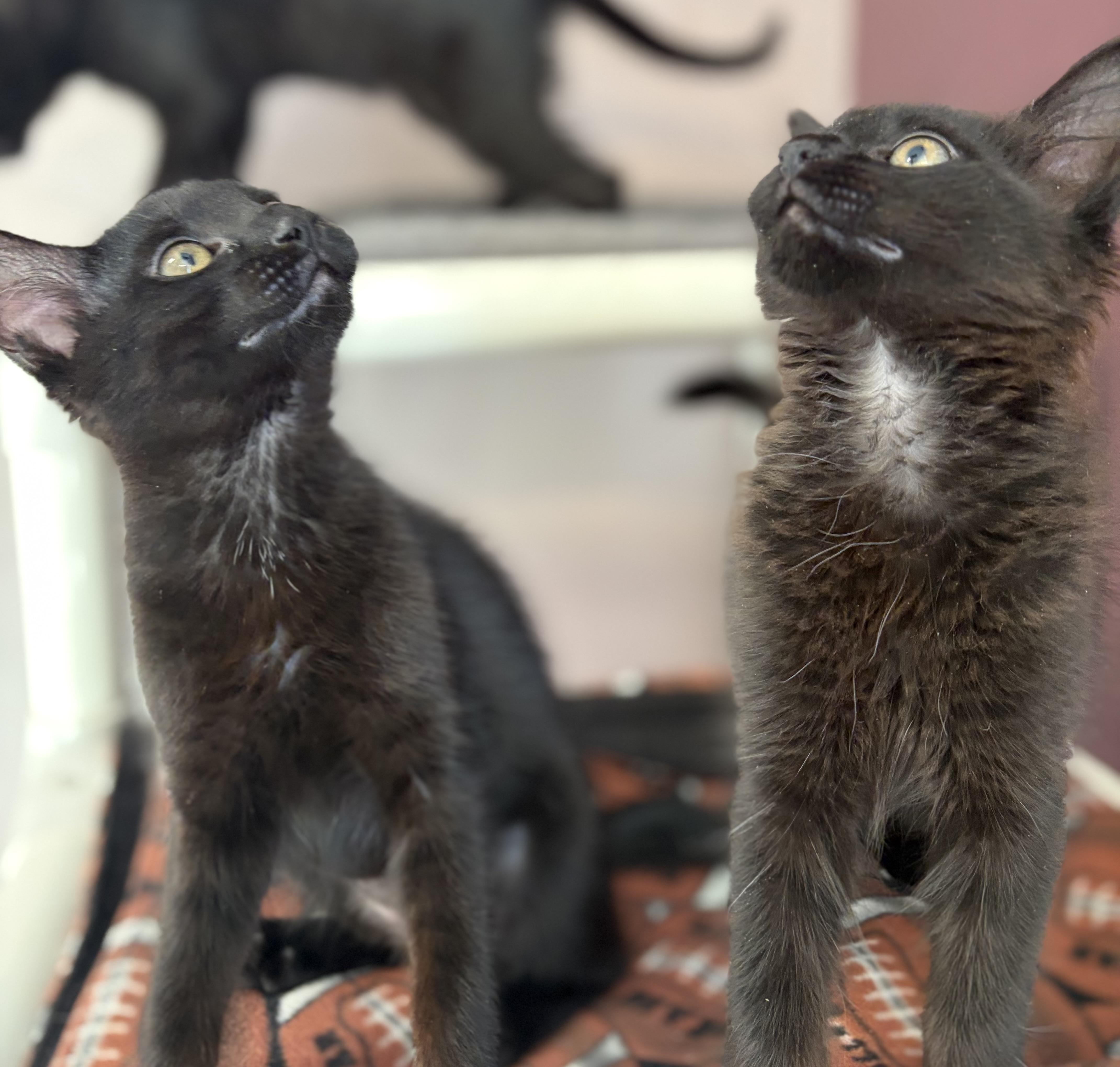 The Straw Hat Pirates, a ADOPTABLE Domestic Short Hair in Kirkland, WA image 5/6