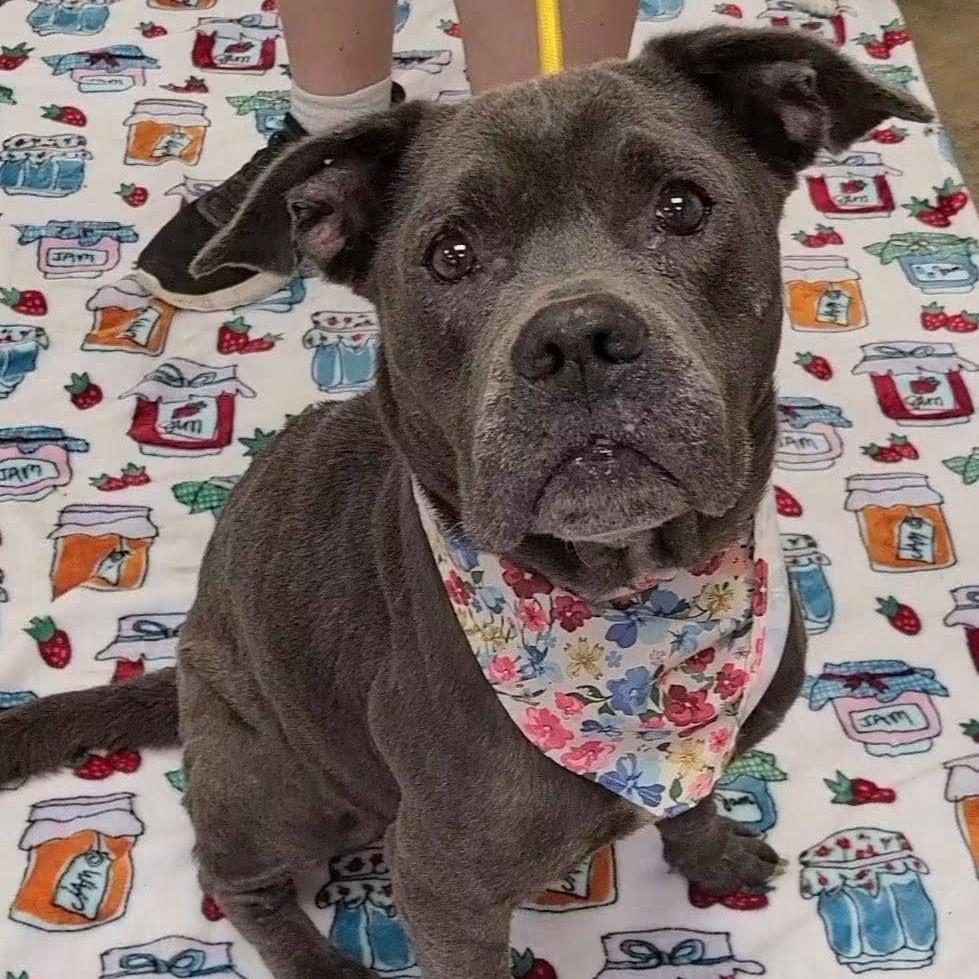 Dainty, Adoptable, Senior Female English Bulldog.