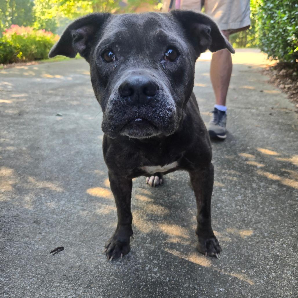 Enlarge Dainty, a Adoptable English Bulldog in Bessemer, AL image 2/3