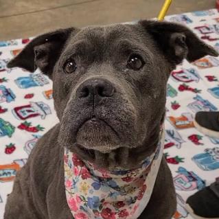 Enlarge Dainty, a Adoptable English Bulldog in Bessemer, AL image 3/3