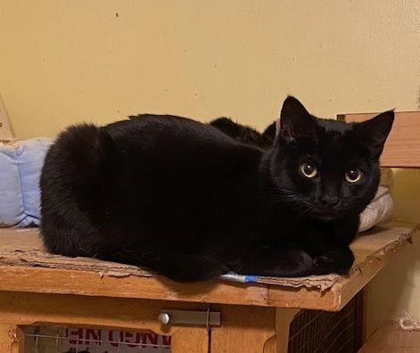 Etzli, Adoptable, Young Female Domestic Short Hair.