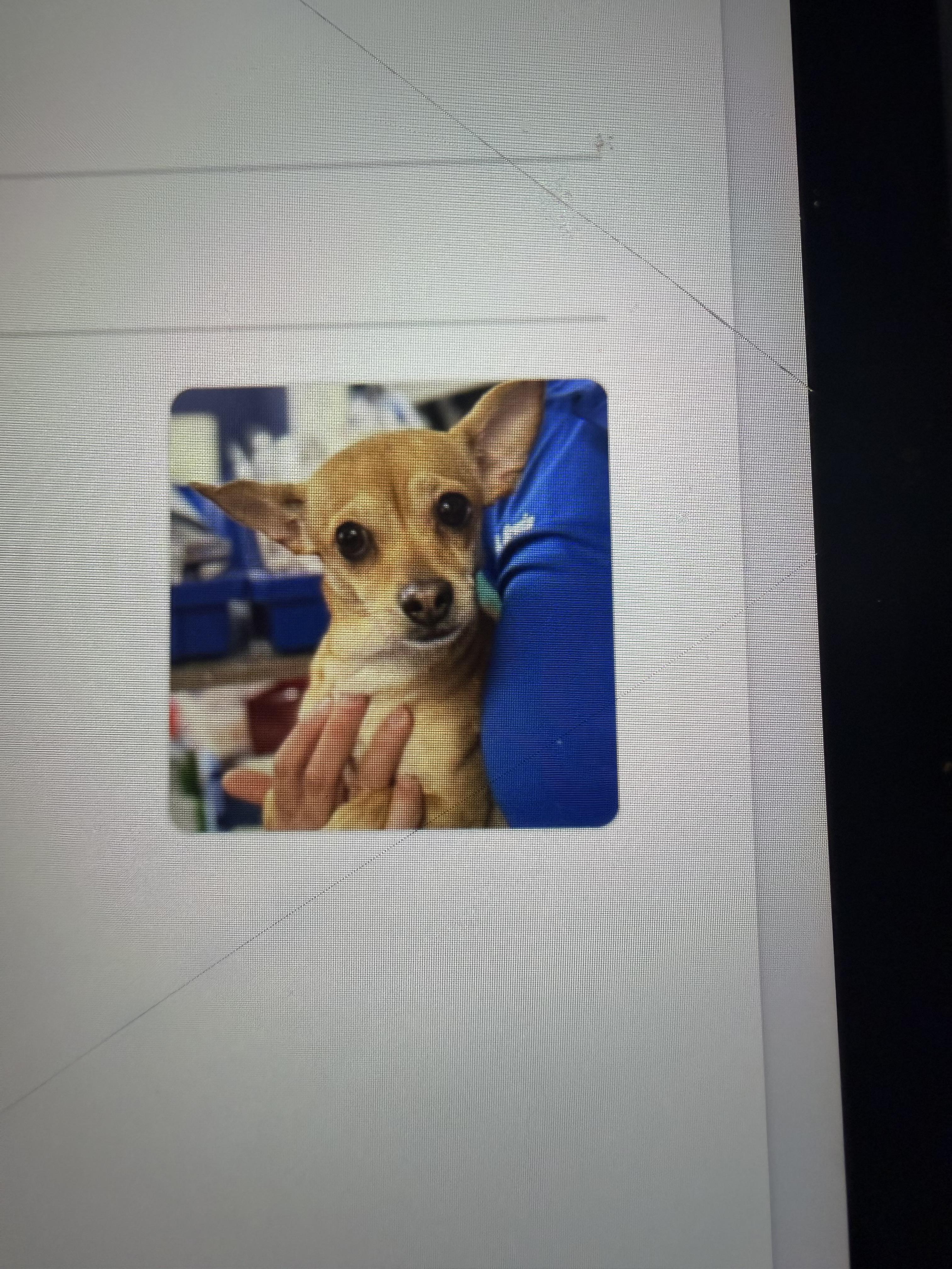 Bonnie, Adopted, Adult Female Chihuahua.