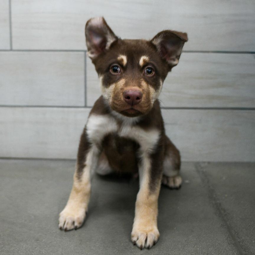 Enlarge Chugs aka Acorn, a Adoptable mixed breed in West Jordan, UT image 1/1