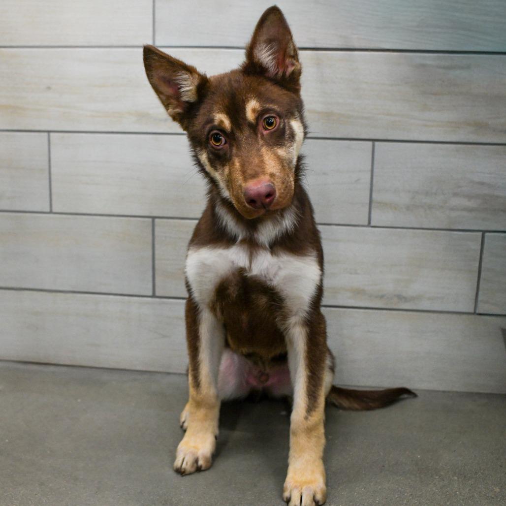 Chugs aka Acorn, Adoptable, Puppy Male German Shepherd Dog & Husky.