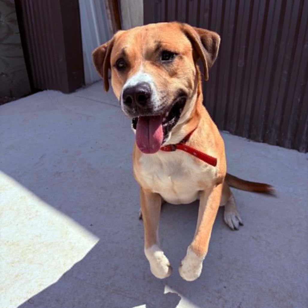 Brutus D26-015, Adoptable, Young Male Pit Bull Terrier.