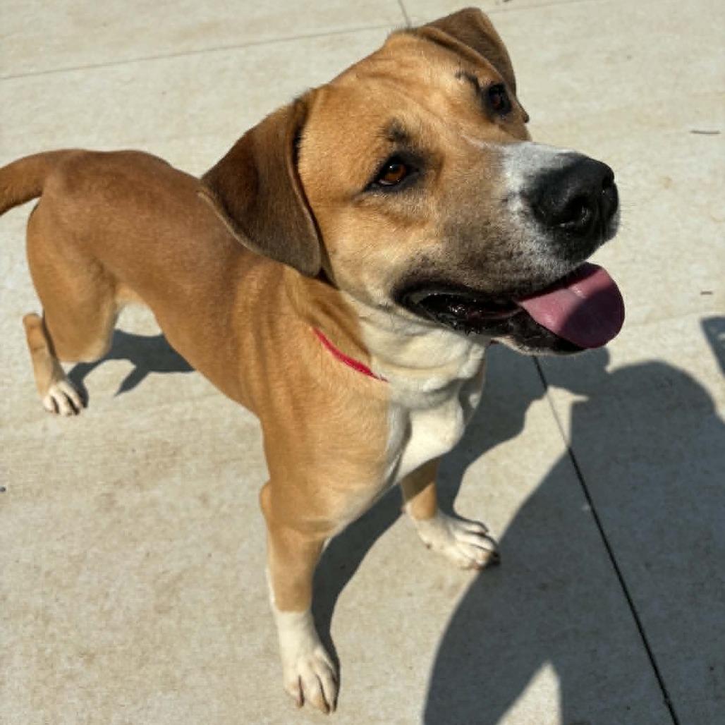 Enlarge Brutus D26-015, a Adoptable Pit Bull Terrier in Elbow Lake, MN image 2/6