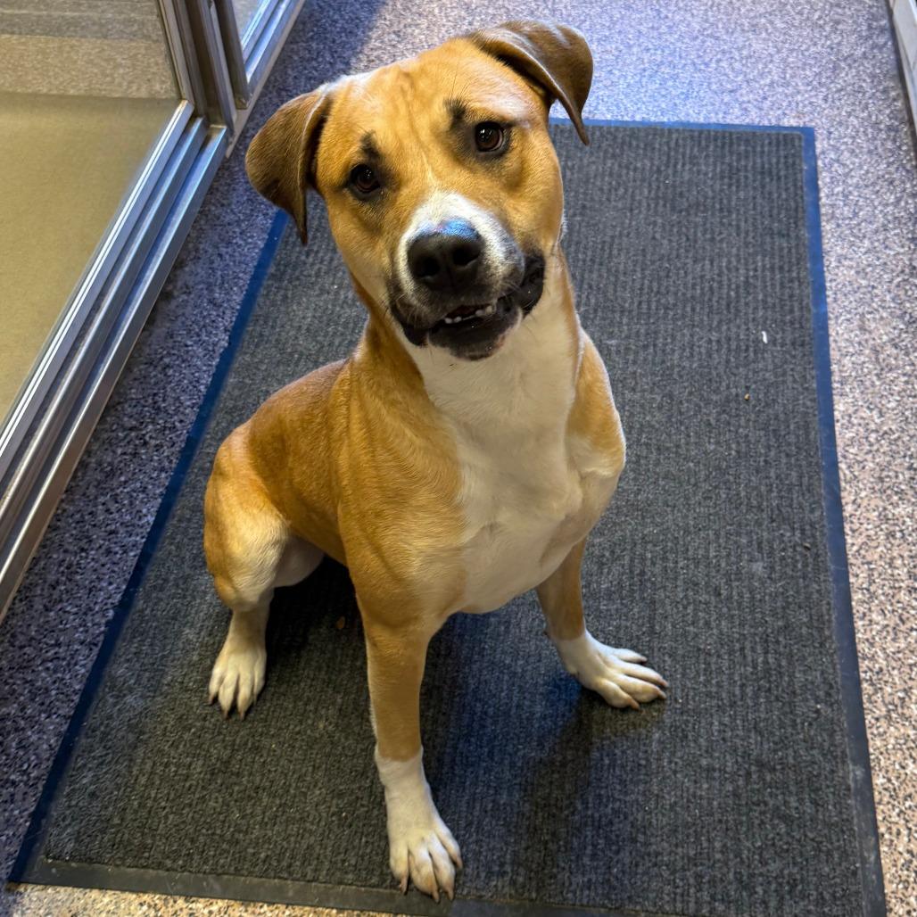 Brutus D26-015, Adoptable, Young Male Pit Bull Terrier.
