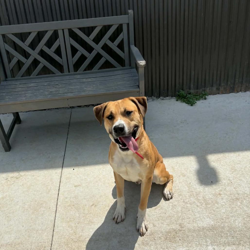 Enlarge Brutus D26-015, a Adoptable Pit Bull Terrier in Elbow Lake, MN image 4/6