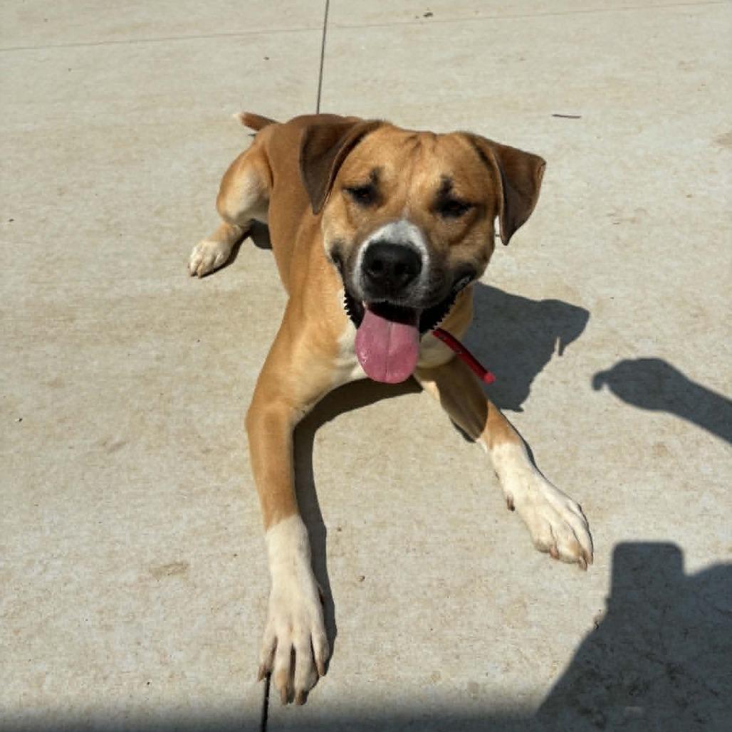 Enlarge Brutus D26-015, a Adoptable Pit Bull Terrier in Elbow Lake, MN image 5/6