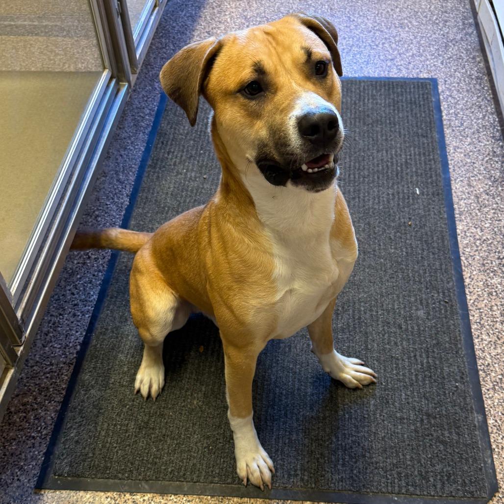 Brutus D26-015, a Adoptable Pit Bull Terrier in Elbow Lake, MN image 2/2