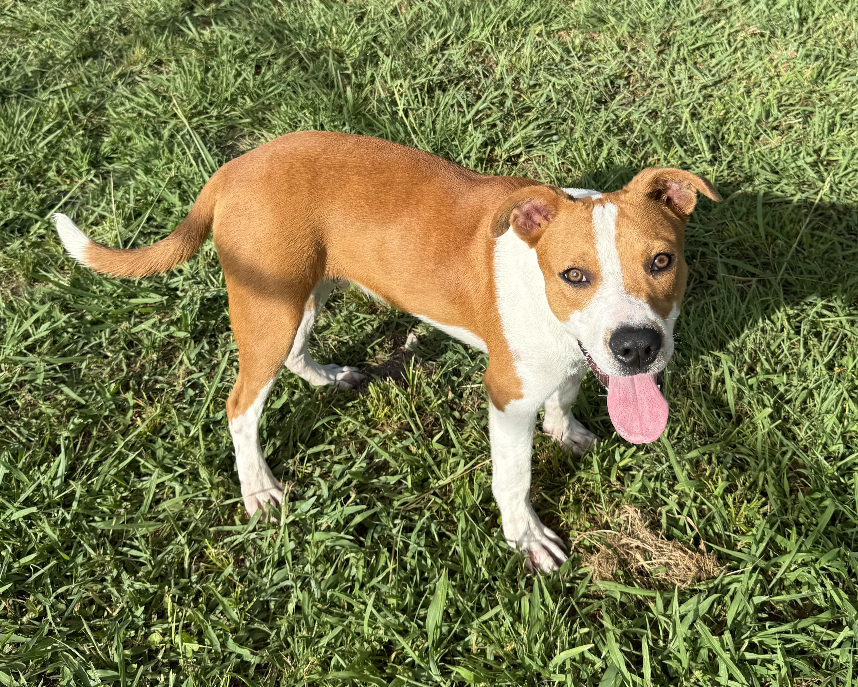 Craig, Young Male Mixed Breed