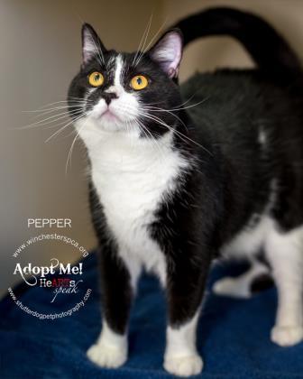 Enlarge Pepper, a Adoptable mixed breed in Winchester, VA image 1/3
