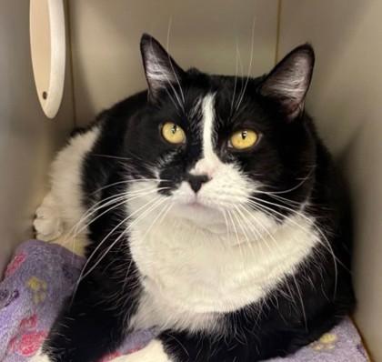 Pepper, Adoptable, Adult Female Domestic Short Hair & Domestic Short Hair.