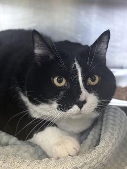 Enlarge Pepper, a Adoptable mixed breed in Winchester, VA image 3/3