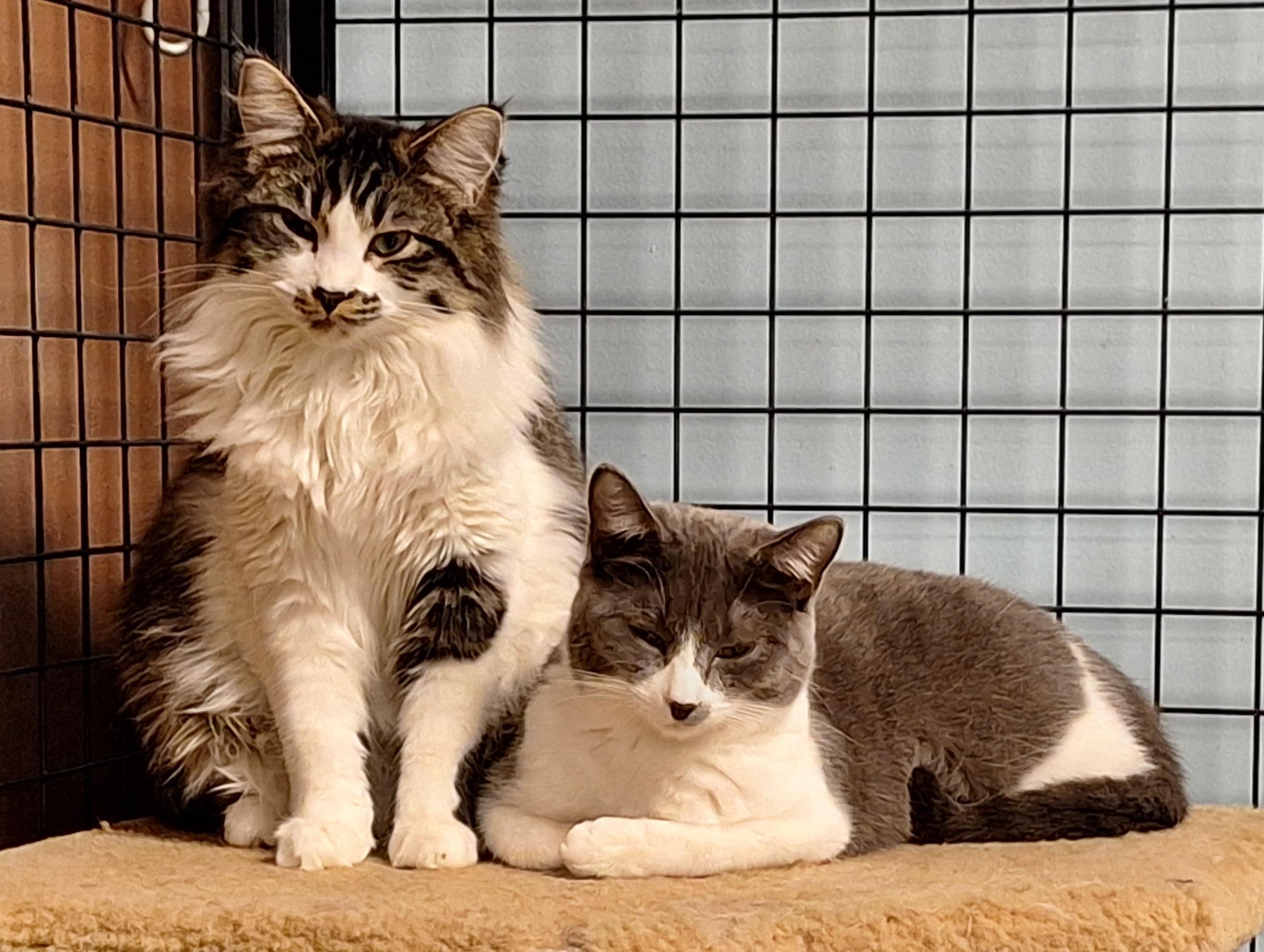 Mazy and Millie - bonded pair, an adopted mixed breed in Spokane, WA image 1/3