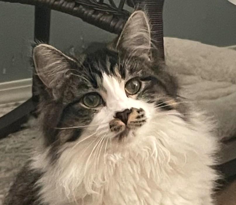 Mazy and Millie - bonded pair, an adopted mixed breed in Spokane, WA image 2/3