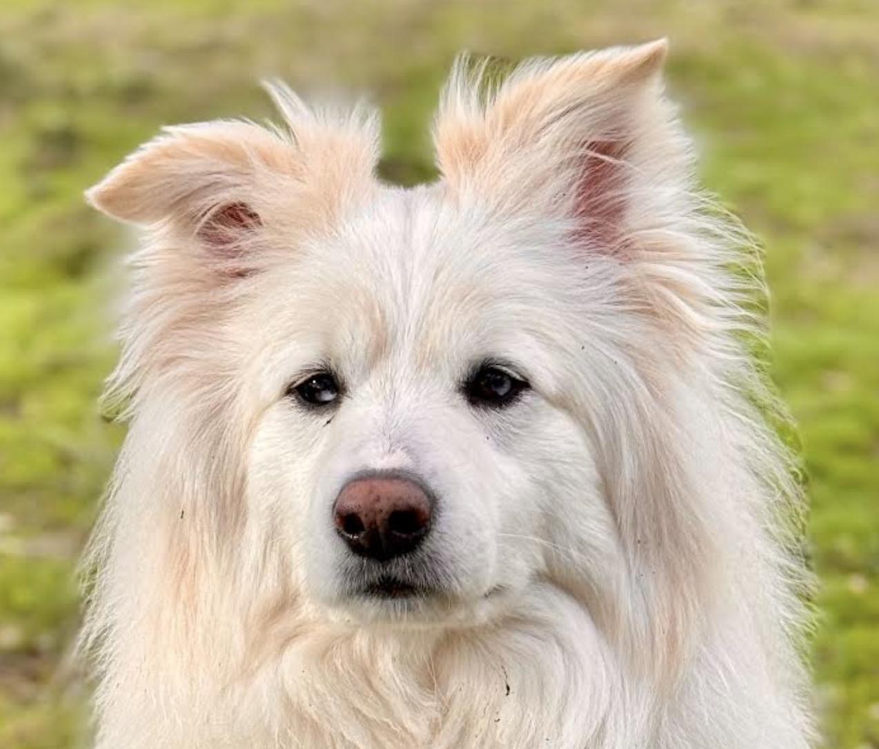 Bear, Adult Male Samoyed
