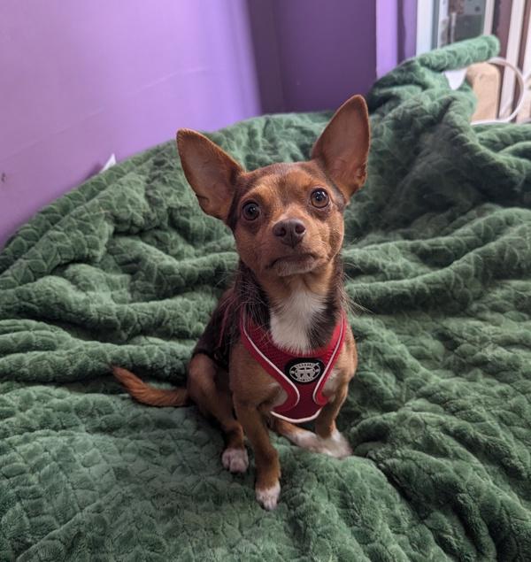 Enlarge Bubby, a Adoptable mixed breed in Santa Rosa, CA image 1/1