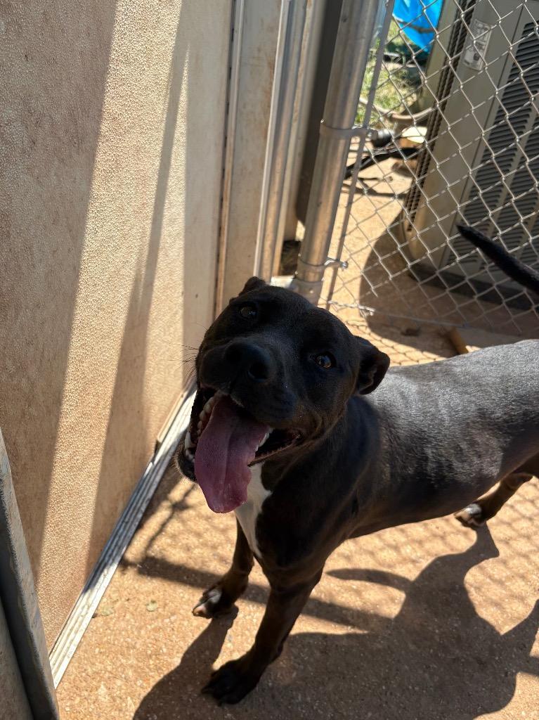 Harper, Adoptable, Adult Female Mixed Breed.