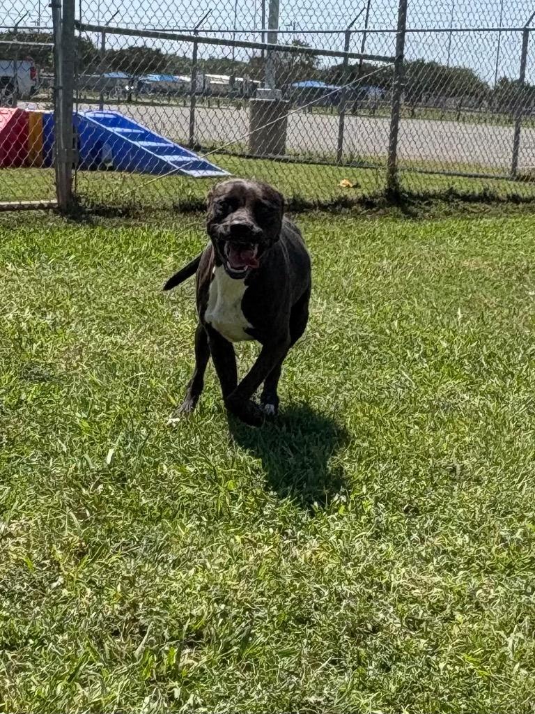 Enlarge Harper, a Adoptable Mixed Breed in Bossier City, LA image 2/3