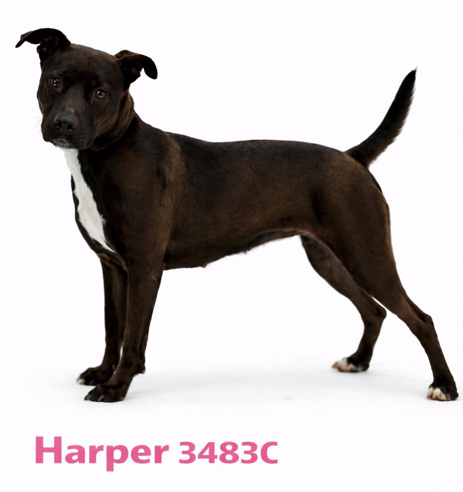 Enlarge Harper, a Adoptable Mixed Breed in Bossier City, LA image 3/5