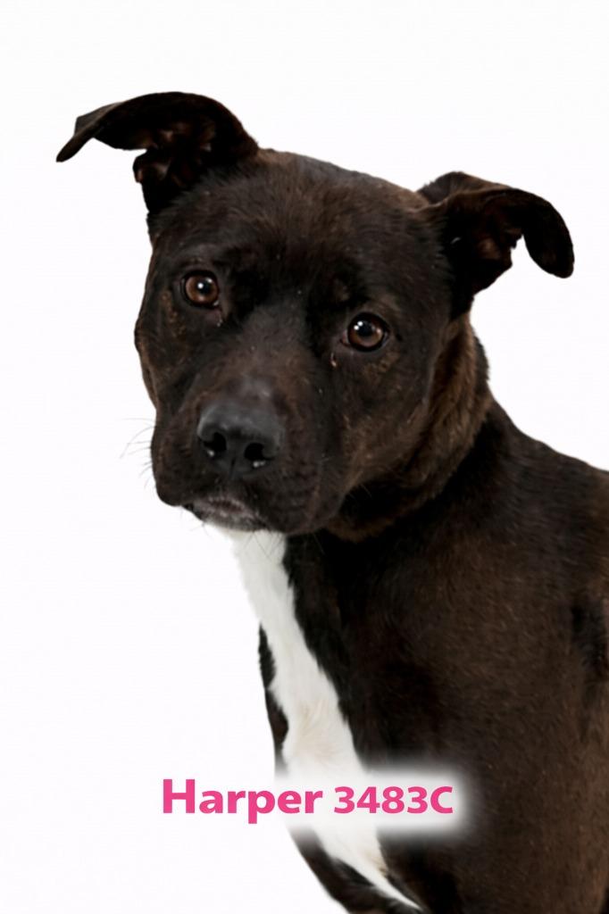 Enlarge Harper, a Adoptable Mixed Breed in Bossier City, LA image 4/5