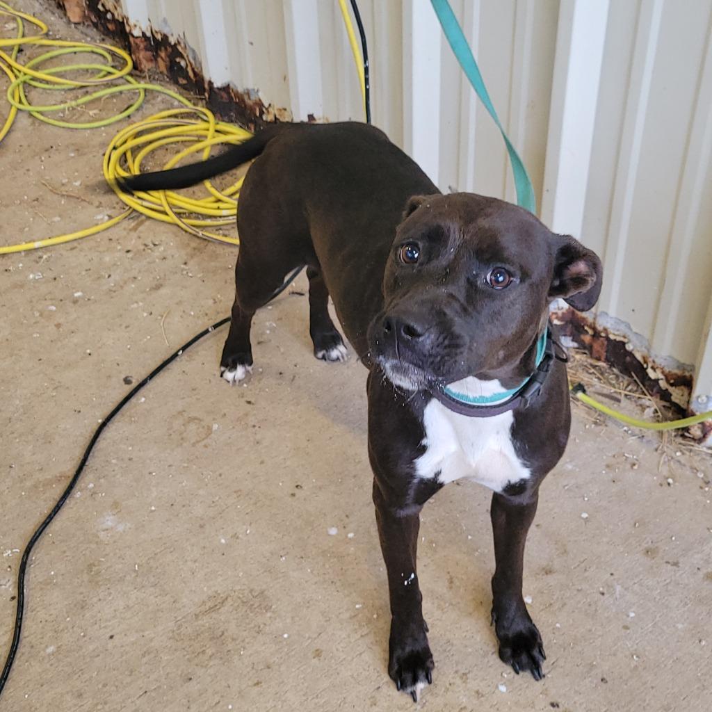 Enlarge Harper, a Adoptable Mixed Breed in Bossier City, LA image 3/3
