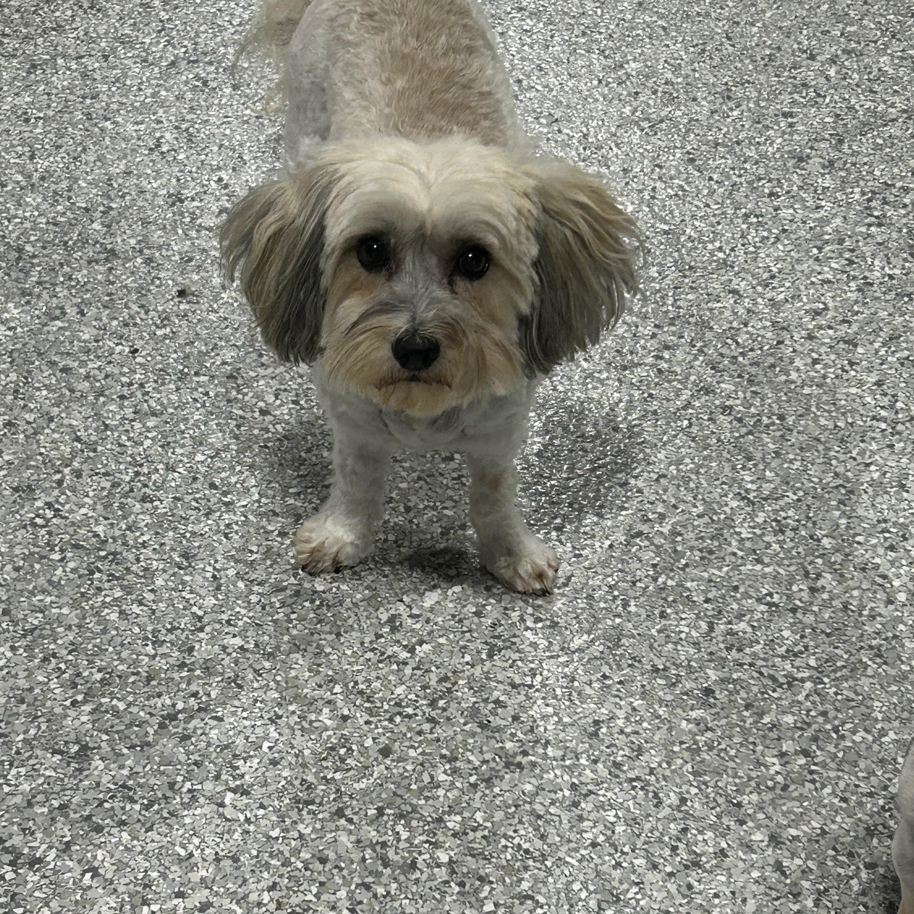 Emmie, a Adoptable Havanese in Maumee , OH image 1/2