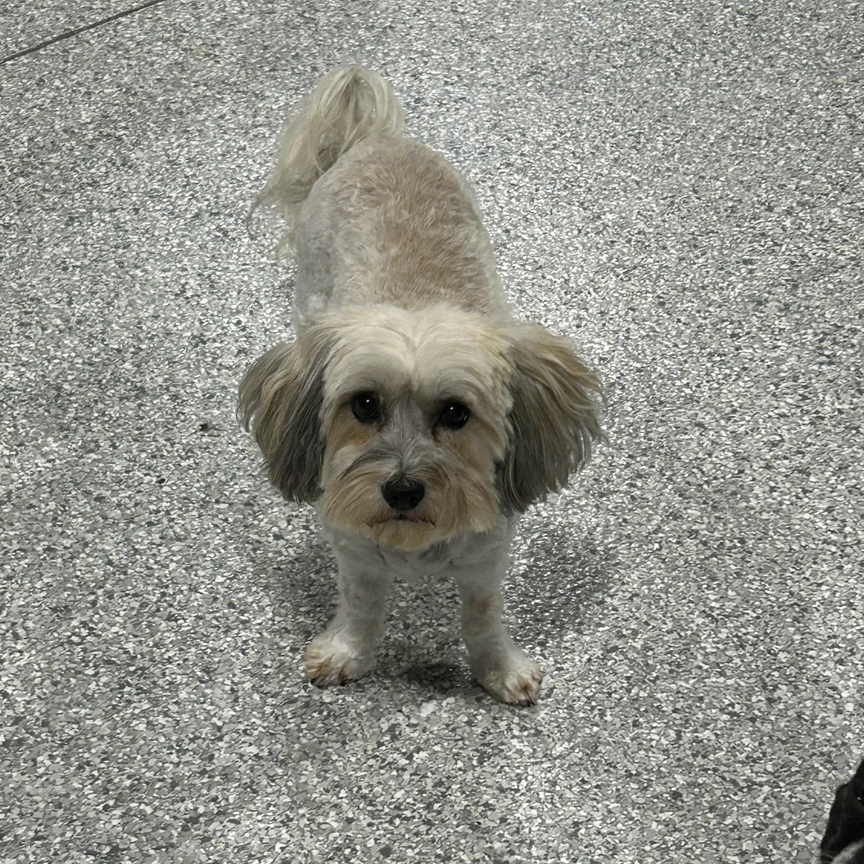 Emmie, a Adoptable Havanese in Maumee , OH image 2/2