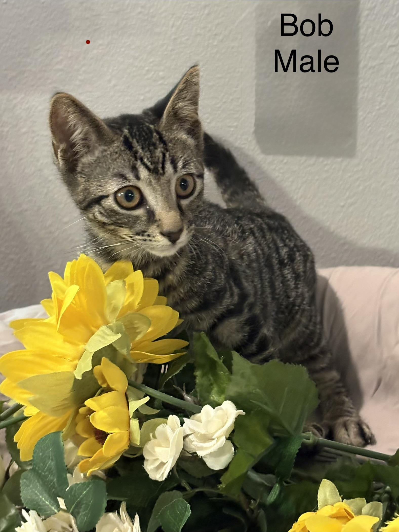 Bob, adopted, Kitten Male Domestic Short Hair & Tiger.