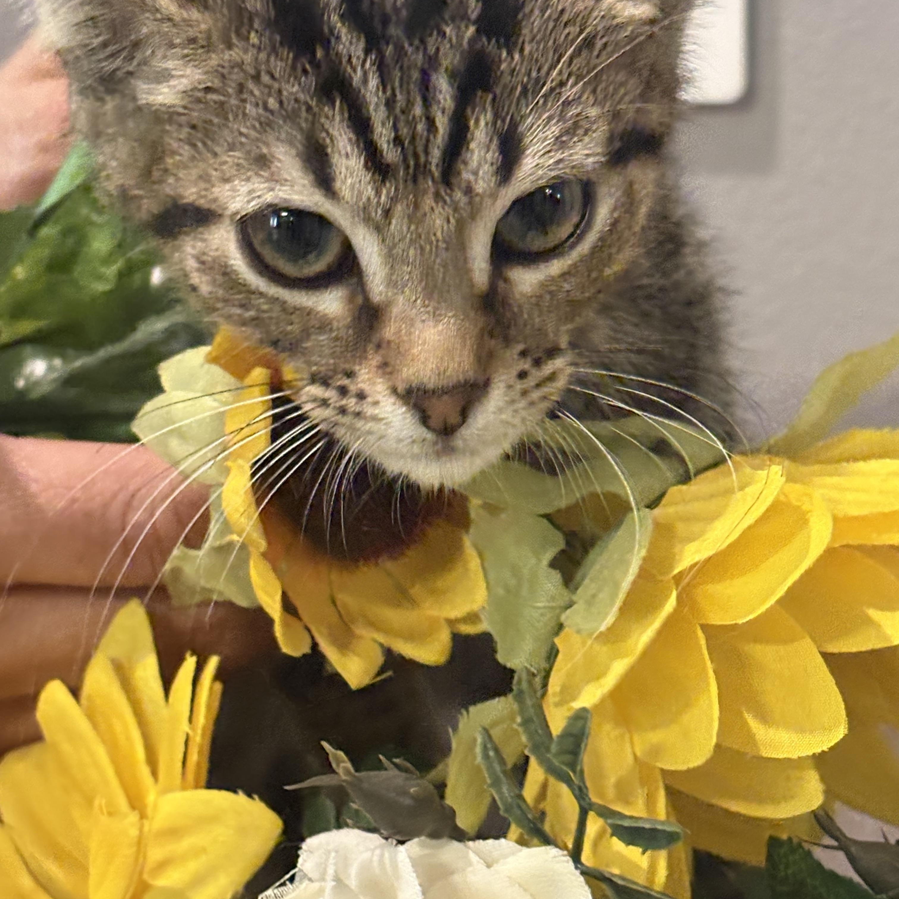 Enlarge Bob, an adopted mixed breed in Palm City, FL image 2/3