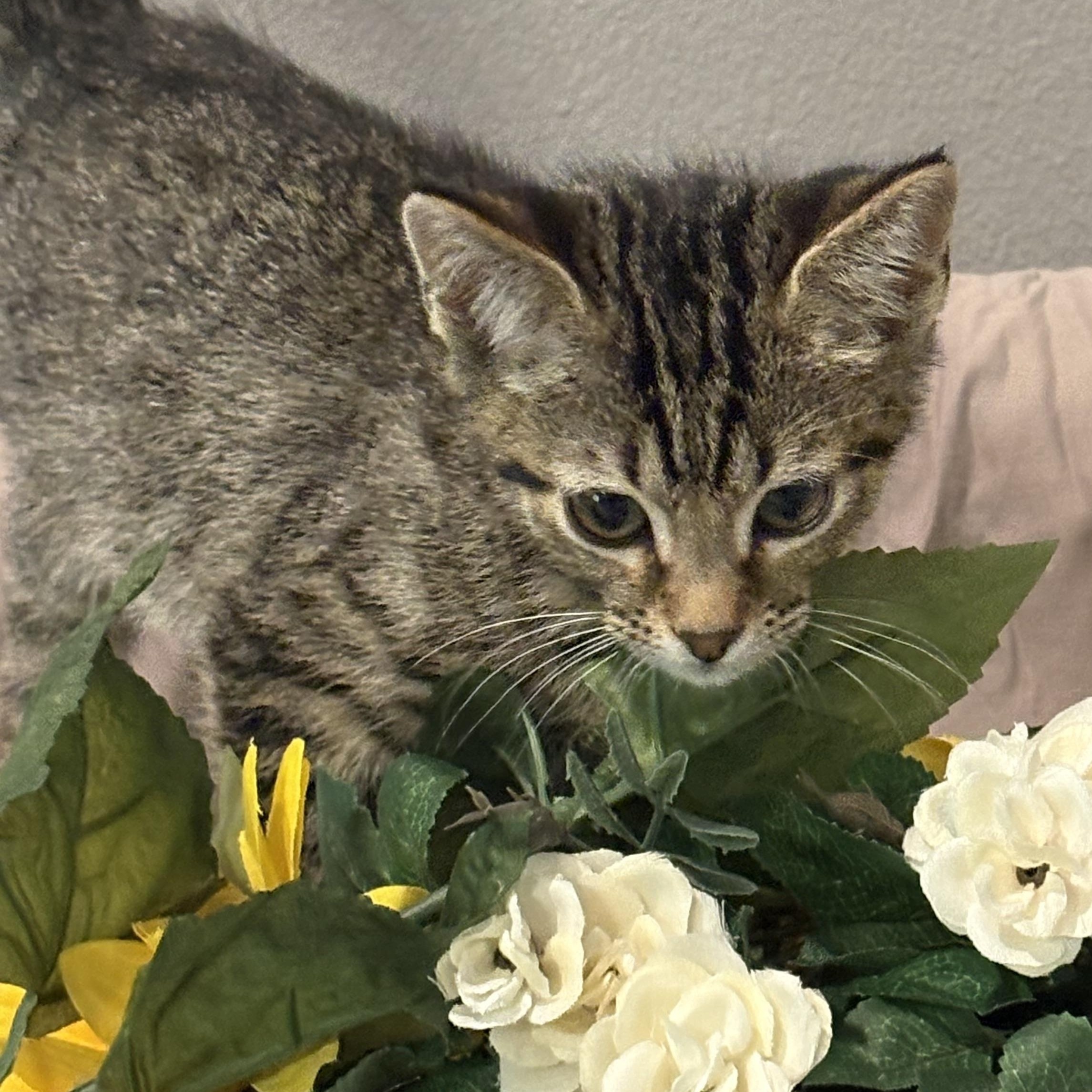 Enlarge Bob, an adopted mixed breed in Palm City, FL image 3/3