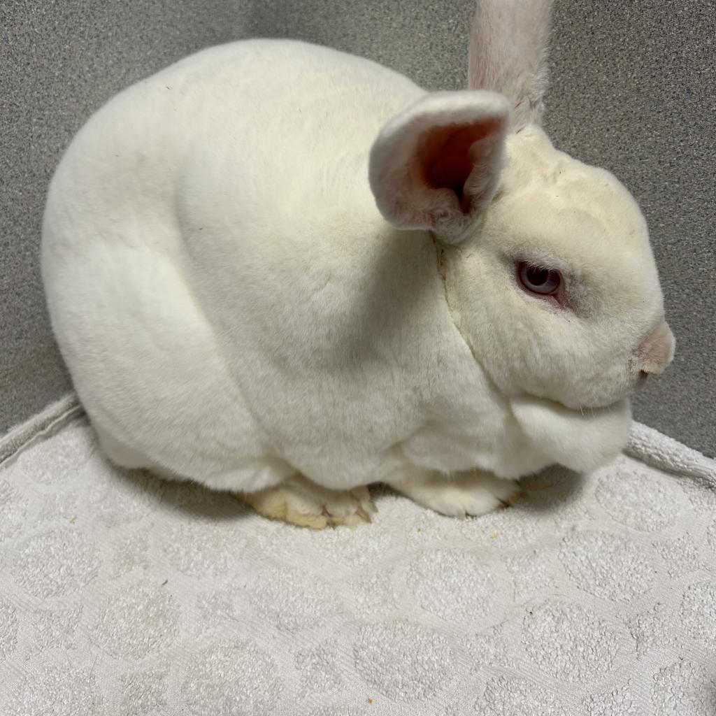 Enlarge Wisteria, a Adoptable Rex in Gansevoort, NY image 1/1