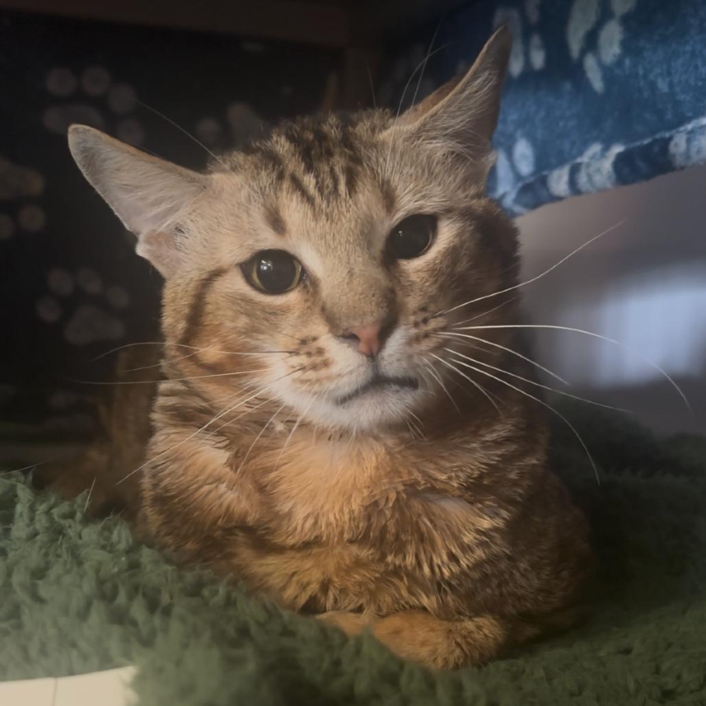 Stanley, Adoptable, Adult Male Domestic Short Hair & Domestic Short Hair.