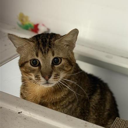 Enlarge Stanley, a Adoptable mixed breed in Houston, TX image 2/6