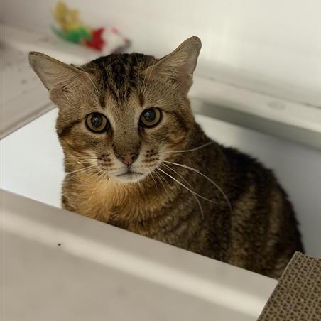 Enlarge Stanley, a Adoptable mixed breed in Houston, TX image 3/6