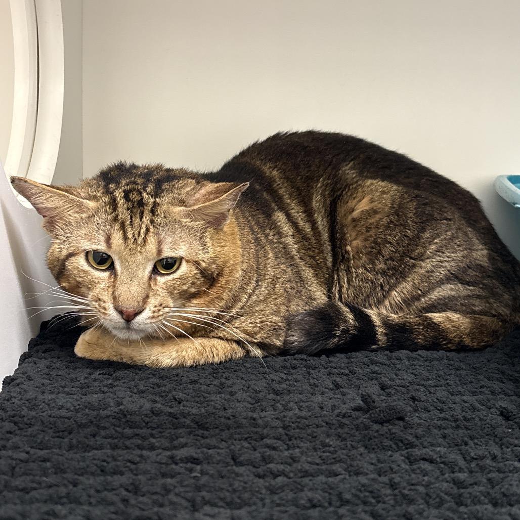 Enlarge Stanley, a Adoptable mixed breed in Houston, TX image 1/2