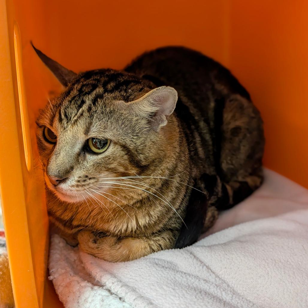 Enlarge Stanley, a Adoptable mixed breed in Houston, TX image 2/2