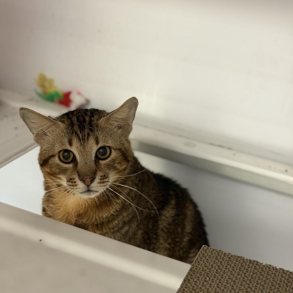 Enlarge Stanley, a Adoptable mixed breed in Houston, TX image 6/6